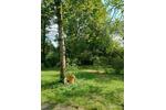 Erdgeschoßwohnung mit Gartennutzung und Souterrainraum direkt am Klettenbergpark - Erdgeschoßwohnung Köln Klettenberg | Angebot:27519716