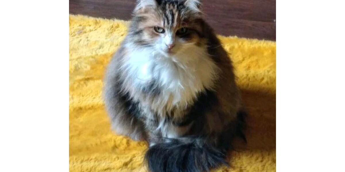 1 Zimmer WG (+Balkon, Küche, Bad, Garten) 1 zimmer