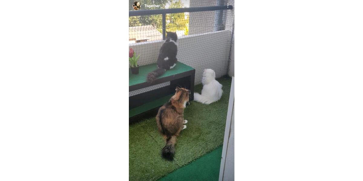 1 Zimmer WG (+Balkon, Küche, Bad, Garten) 1 zimmer