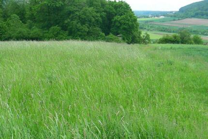 Weideland,Koppel zimmer