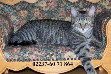 Grundstück Kerpen Balkhausen - 197.000&euro; | Angebot:17429280