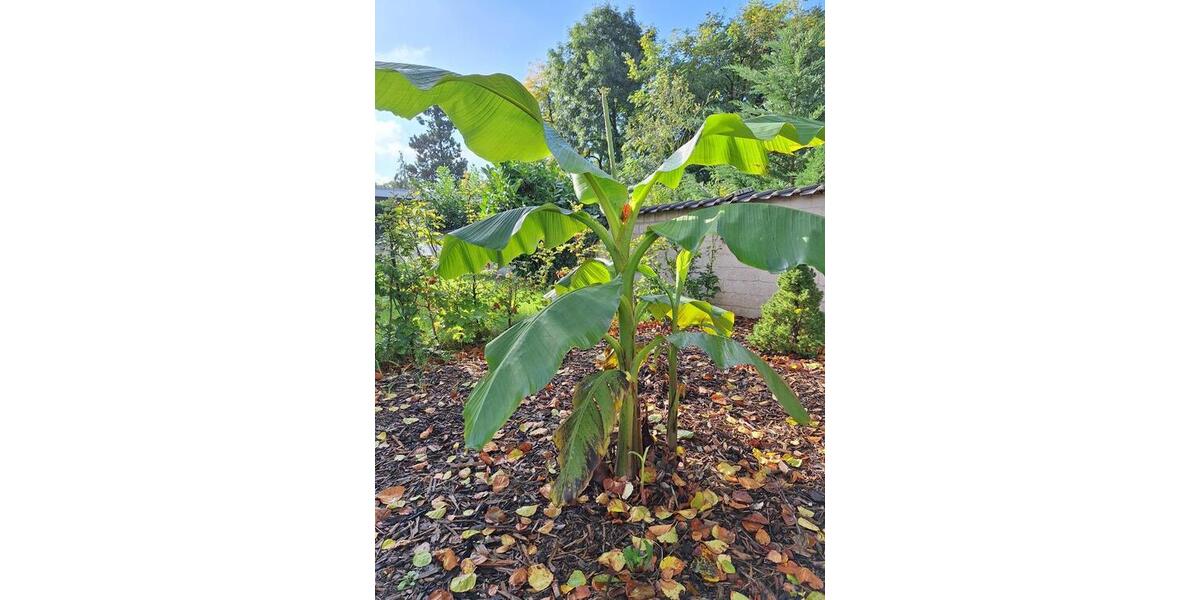 Bergheim Stadt, Souterrain Wohnung, 2 Zimmer Terrasse, Stellplatz 2 zimmer