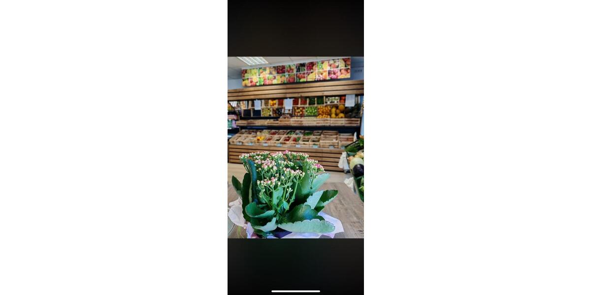 Lebensmitelgescheft ( Viva Market ) komplett eingerichtet zimmer