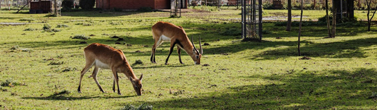 Ketteler Hof Tierpark Haltern am See