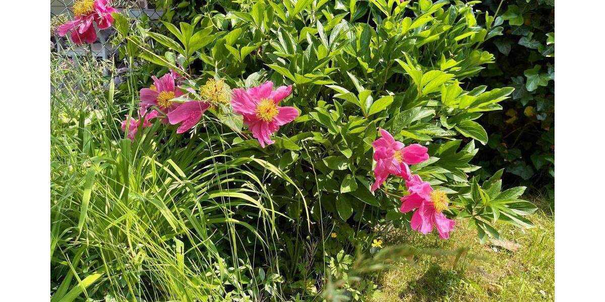 Möbliertes Reihenhaus mit Garten & Stellplatz in Köln Ossendorf zu vermieten! 4 zimmer