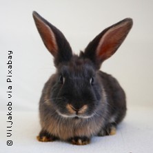 Mundart | Der Bergische Rammler 29.03.2026 Theater und Konzerthaus Solingen