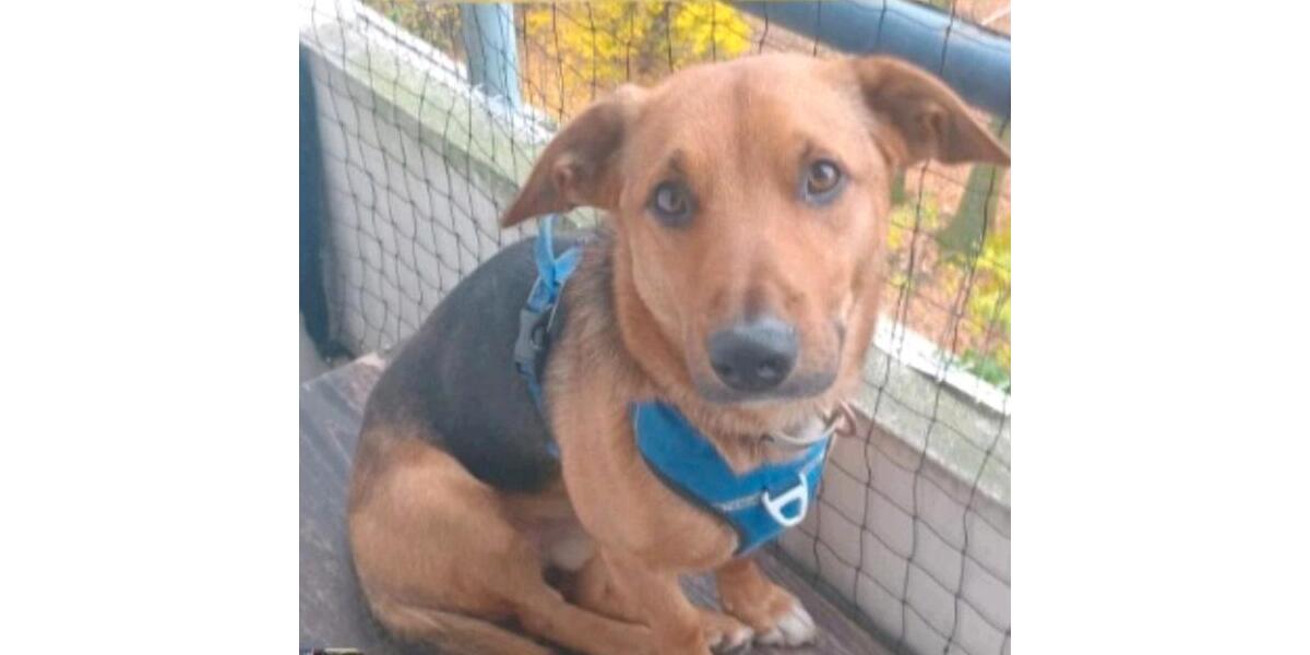 1 Zimmer WG (+Balkon, Küche, Bad, Garten) 1 zimmer