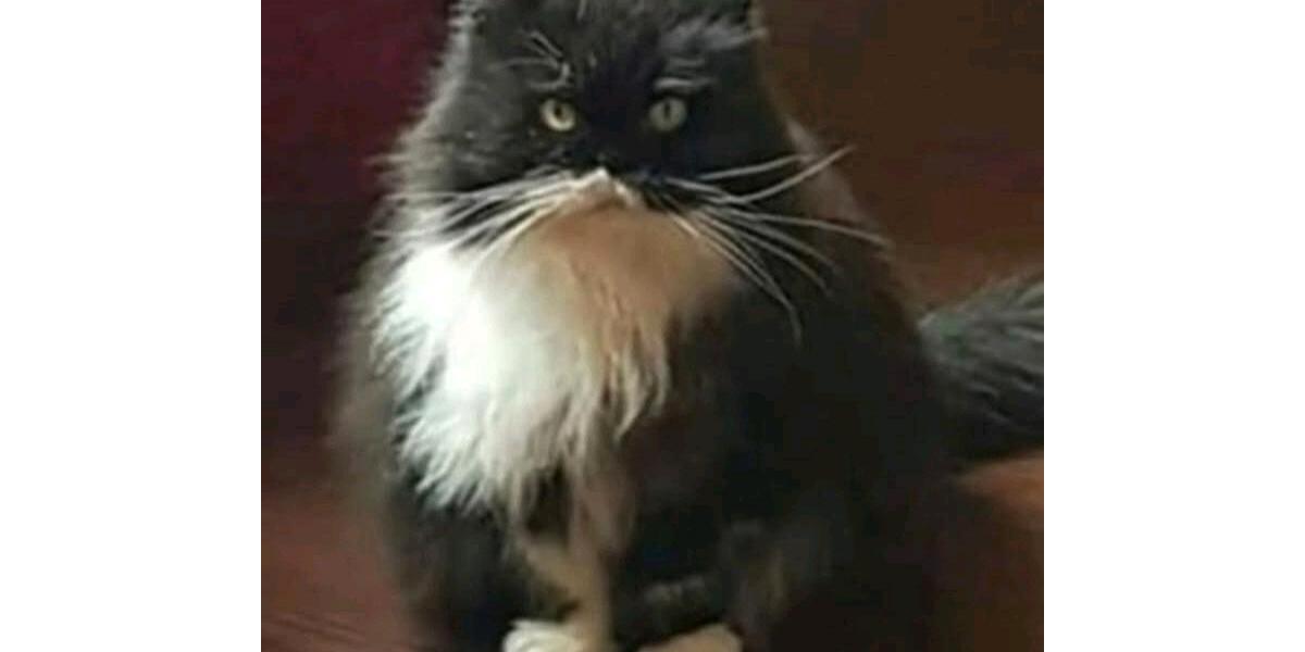 1 Zimmer WG (+Balkon, Küche, Bad, Garten) 1 zimmer