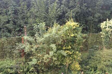 Wohnung zum Mieten in Wuppertal 475 € 45 m² 1 zimmer