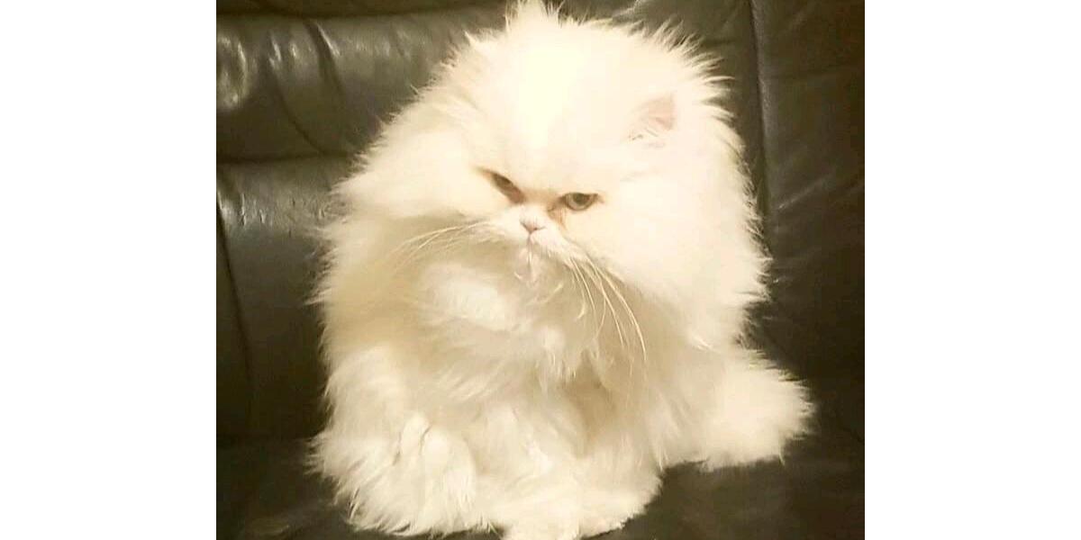 1 Zimmer WG (+Balkon, Küche, Bad, Garten) 1 zimmer